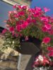 Picture of 20" Pagoda Hanging Basket